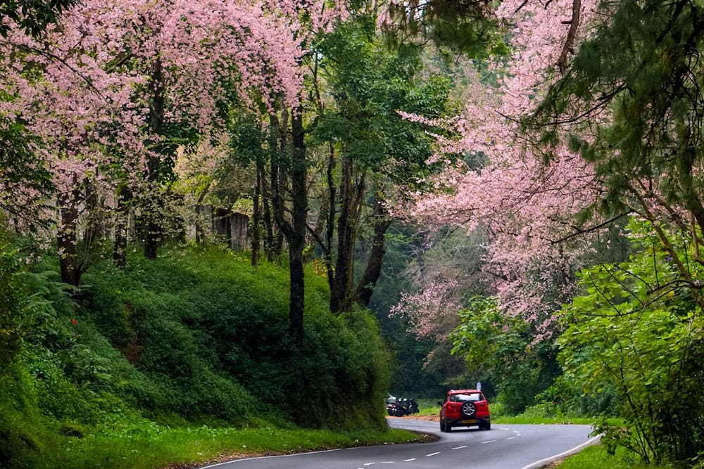 NORTH EAST TOURS 8 Cherry Blossom in Shillong with Cherrapunjee