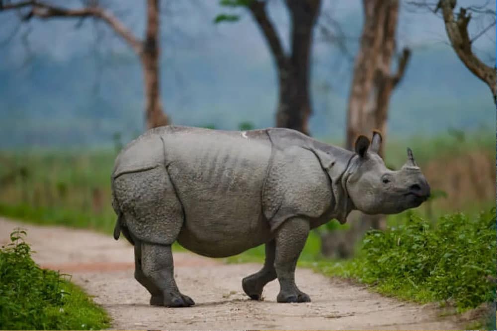 NORTH EAST TOURS 5 Kaziranga Getway