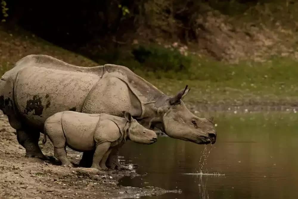 NORTH EAST TOURS 12 Manas and Kaziranga