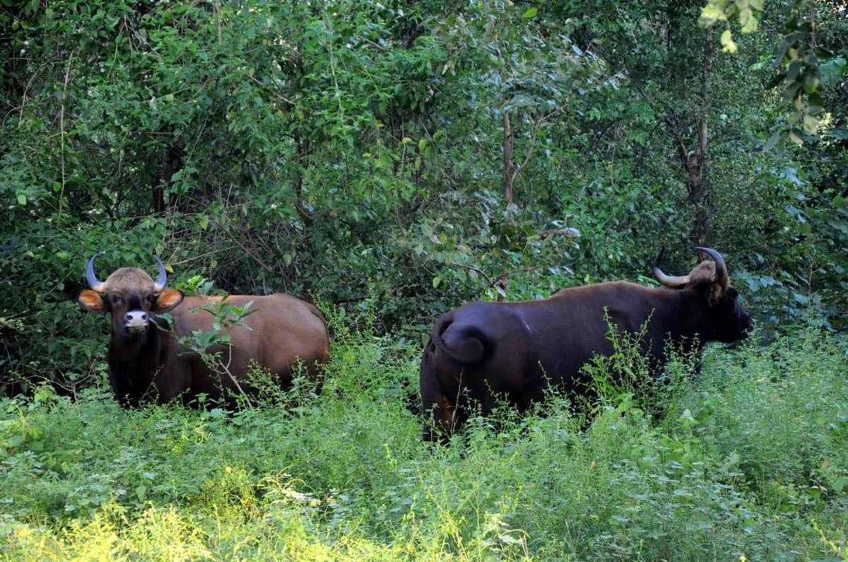 JHARKHAND TOUR 4 Jharkhand Tour