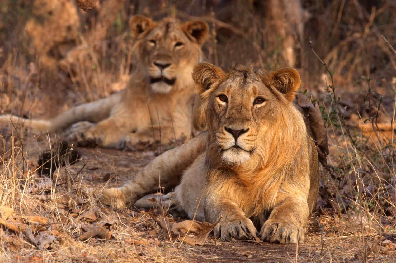 GUJARAT TOUR 4 Gir National Park