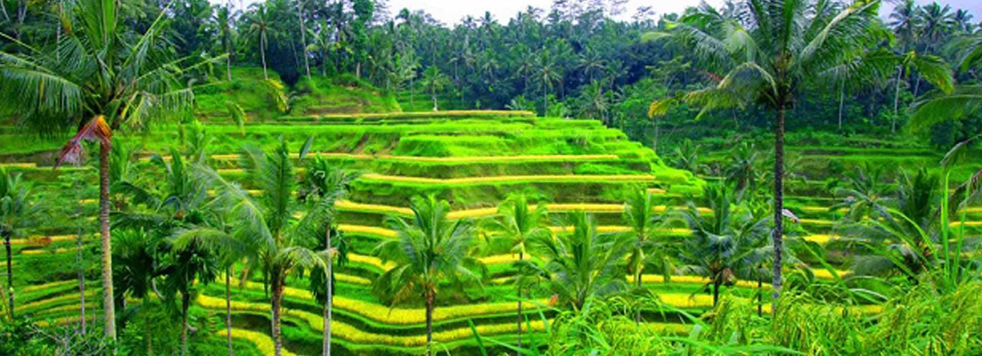 BALI TOUR 5 Parikrama Travels Bali Banner 5
