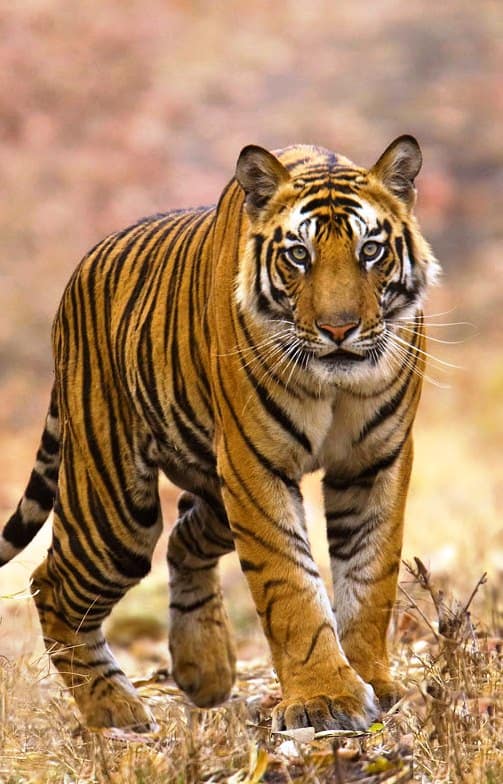 TOURS IN ODISHA 2 wild life 1