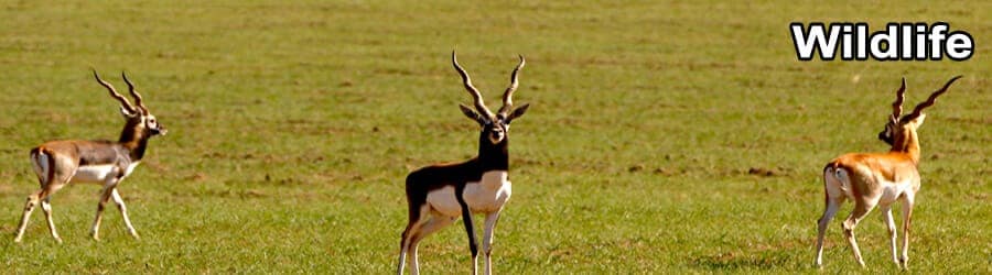 ODISHA WILDLIFE TOUR 7 Days 6 Nights 1 Wild life Banner 1