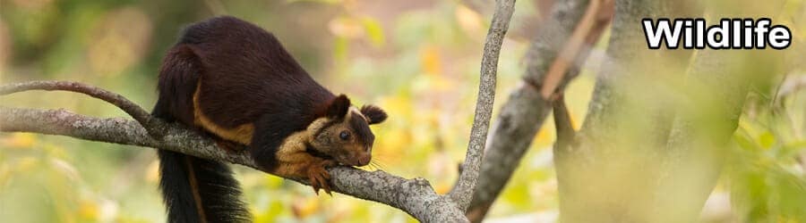 ODISHA WILDLIFE TOUR 7 Days 6 Nights 7 Wild life Banner 11