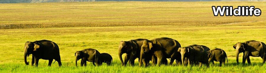 ODISHA WILDLIFE TOUR 7 Days 6 Nights 3 Wild life Banner 3