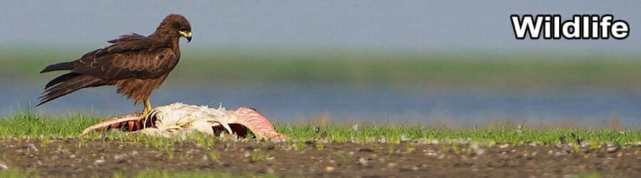 ODISHA WILDLIFE TOUR 7 Days 6 Nights 6 Wild life Banner 4