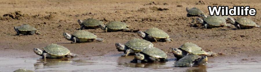 ODISHA WILDLIFE TOUR 7 Days 6 Nights 5 Wild life Banner 5