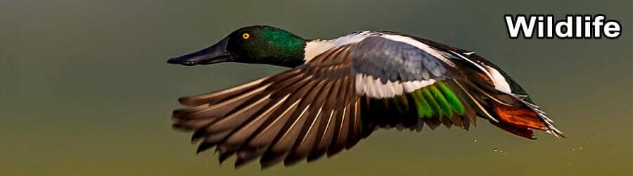 ODISHA WILDLIFE TOUR 7 Days 6 Nights 4 Wild life Banner 7