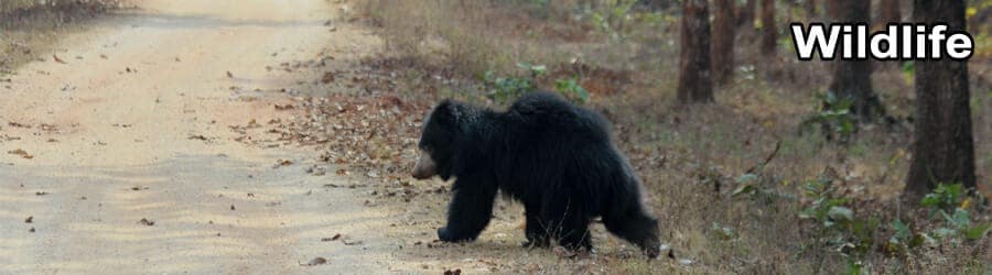 ODISHA WILDLIFE TOUR 7 Days 6 Nights 9 Wild life Banner 9
